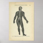 Vintage Anatomie DruckNervensystem Poster (Vorne)