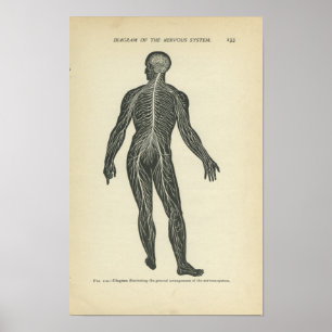 Vintage Anatomie DruckNervensystem Poster
