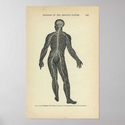Vintage Anatomie DruckNervensystem Poster (Vorne)