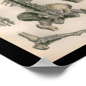 Vintage Anatomie DruckWirbelsäule Knochen Poster (Ecke)