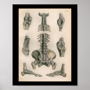 Vintage Anatomie DruckWirbelsäule Knochen Poster