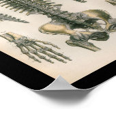 Vintage Anatomie DruckWirbelsäule Wirbelknochen Poster (Ecke)