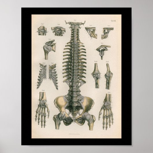 Vintage Anatomie DruckWirbelsäule Wirbelknochen Poster (Vorne)