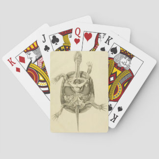 Vintage Anatomie einer Schildkröte Spielkarten