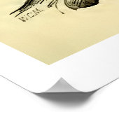 Vintage Anatomie | Gesichtsmuskeln (um 1852) Poster (Ecke)