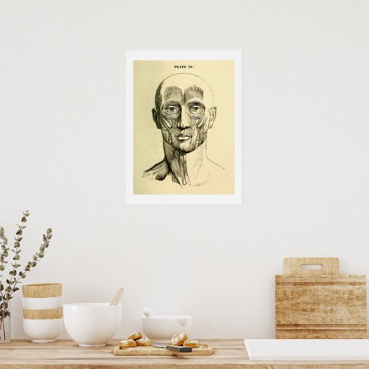 Vintage Anatomie | Gesichtsmuskeln (um 1852) Poster (Küche)