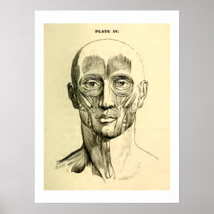 Vintage Anatomie Gesichtsmuskulatur (circa 1852) Poster
