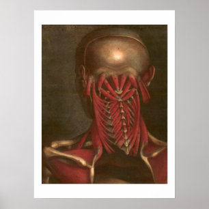 Vintage Anatomie   Hals und Schultern Poster