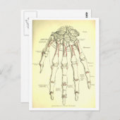 Vintage Anatomie | Handknochen Postkarte (Vorne/Hinten)