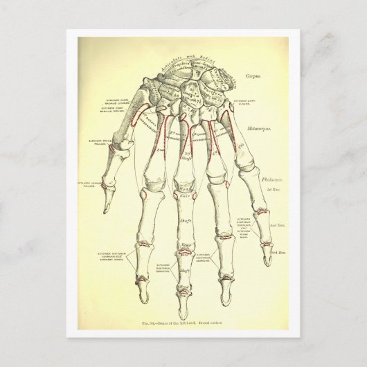 Vintage Anatomie | Handknochen Postkarte (Vorderseite)