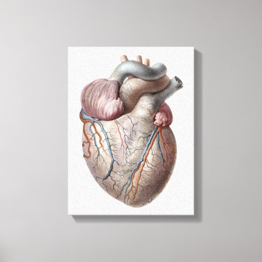 Vintage Anatomie Herzorgane gesund Leinwanddruck (Vorderseite)