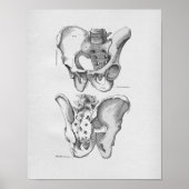 Vintage Anatomie Illustration Beckenknochen Poster (Vorne)