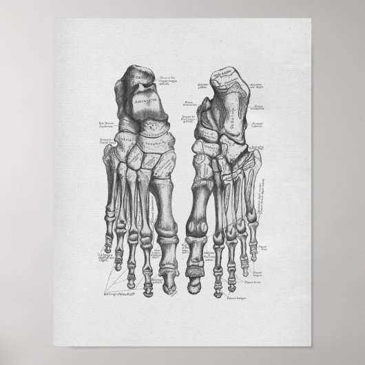 Vintage Anatomie Illustration Foot Bones Poster (Vorne)