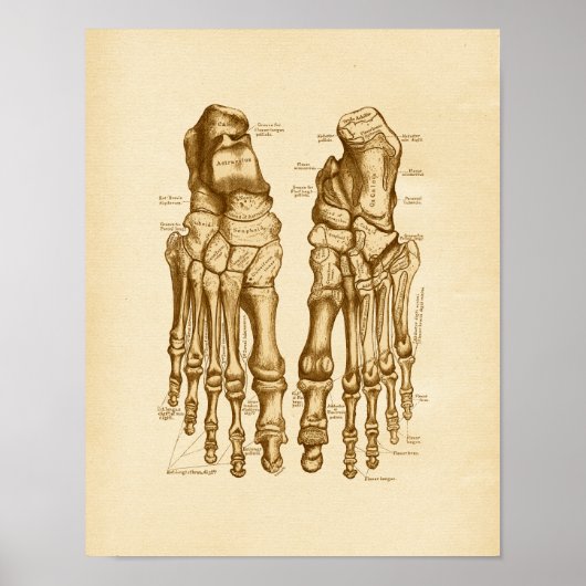 Vintage Anatomie Illustration Foot Bones Poster (Vorne)