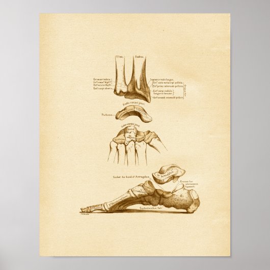 Vintage Anatomie Illustration Fußgelenkknochen Poster (Vorne)