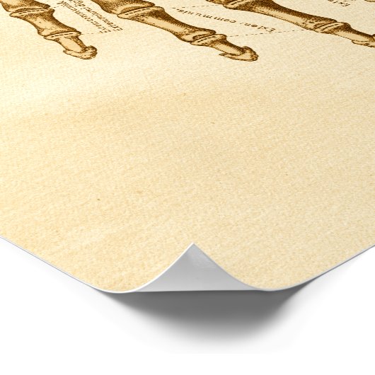 Vintage Anatomie Illustration Handgelenkknochen Poster (Ecke)