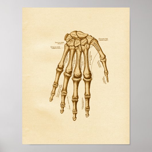 Vintage Anatomie Illustration Handgelenkknochen Poster (Vorne)