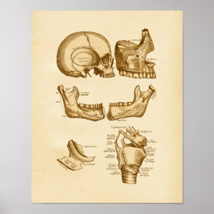 Vintage Anatomie Illustration Knochen des Schädels Poster