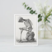 Vintage Anatomie-Illustration Postkarte (Stehend Vorderseite)