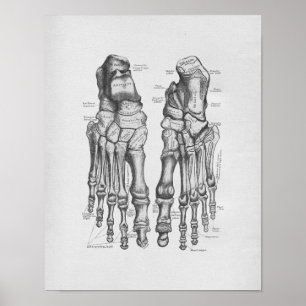 Vintage Anatomie-Illustrations-Fuß-Knochen Poster