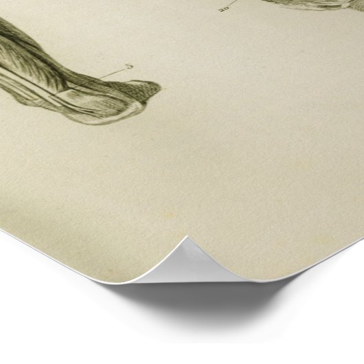 Vintage Anatomie im Nervensystem Poster (Ecke)