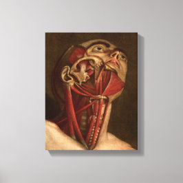 Vintage Anatomie | Kopf und Neck Leinwanddruck