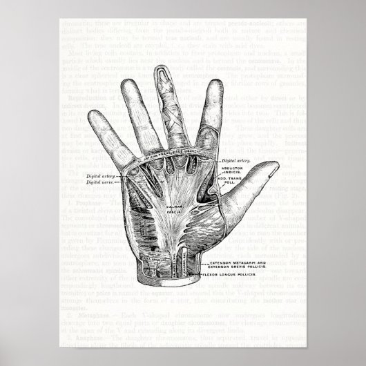 Vintage Anatomie Kunst Die Handfläche Poster (Vorne)