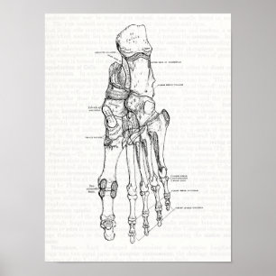 Vintage Anatomie Kunst Knochen des Fußes Poster