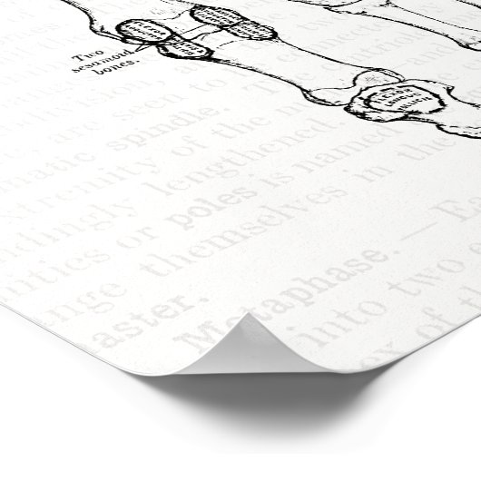 Vintage Anatomie Kunstknochen Poster (Ecke)