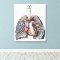Vintage Anatomie Lunge Herzorgane Blut