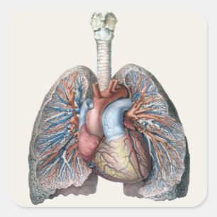 Vintage Anatomie Lunge Herzorgane Blut Quadratischer Aufkleber