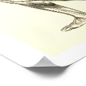 Vintage Anatomie | Muskeln der Leber II Poster (Ecke)