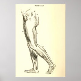 Vintage Anatomie | Muskeln der Leber II Poster