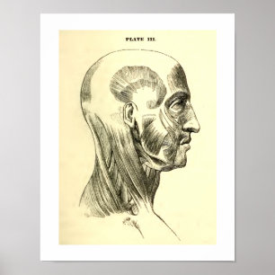 Vintage Anatomie Muskeln des Kopfes (circa 1852) Poster