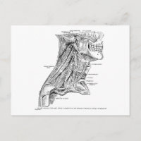Vintage Anatomie Muskeln des Nackens