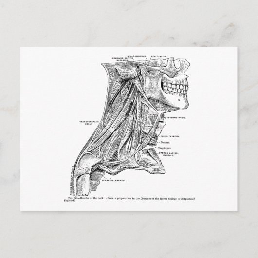 Vintage Anatomie Muskeln des Nackens Postkarte (Vorderseite)