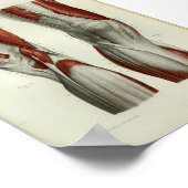 Vintage Anatomie Muskeln Knie Poster (Ecke)