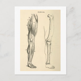Vintage Anatomie     Muskeln und Knochen der Leg Postkarte