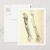 Vintage Anatomie | Muskeln und Knochen des Arms Postkarte (Vorne/Hinten)