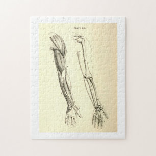 Vintage Anatomie Muskeln und Knochen des Arms Puzzle