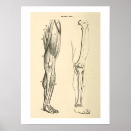 Vintage Anatomie Muskeln und Knochen Poster