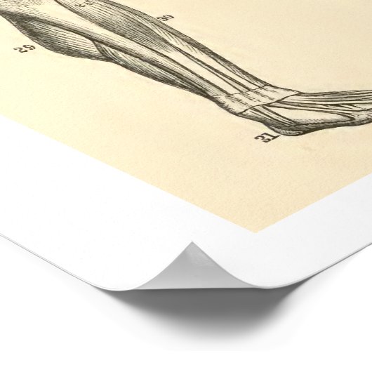 Vintage Anatomie Muskeln und Knochen Poster (Ecke)