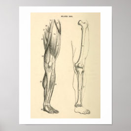 Vintage Anatomie Muskeln und Knochen Poster