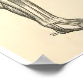 Vintage Anatomie Muskeln und Knochen Poster (Ecke)