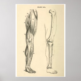 Vintage Anatomie Muskeln und Knochen Poster