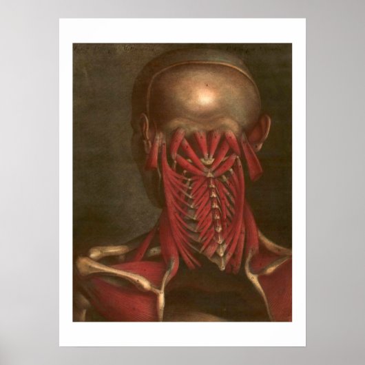 Vintage Anatomie | Nacken und Schultern Poster (Vorne)
