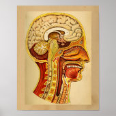 Vintage Anatomie Poster (Vorne)