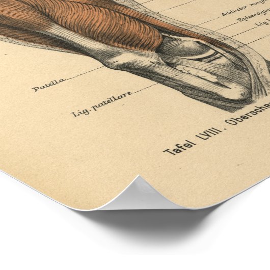 Vintage Anatomie Poster (Ecke)
