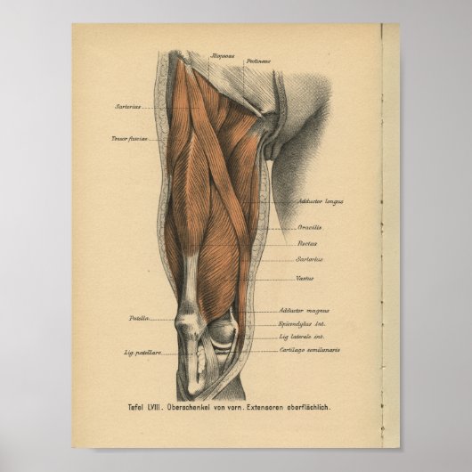 Vintage Anatomie Poster (Vorne)