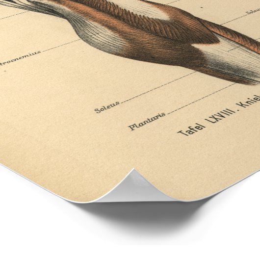 Vintage Anatomie Poster (Ecke)
